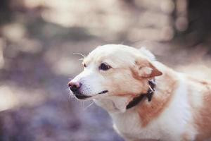 carino cane nel il foresta foto