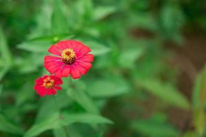 Comune zinnia rosa, davanti Visualizza, sfocato sfondo, fioritura verde nel il giardino foto