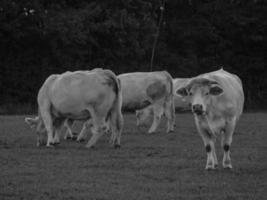 mucche in Westfalia foto