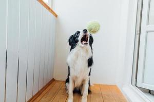 divertente ritratto di carino sorridente cucciolo cane confine collie Tenere giocattolo palla nel bocca. nuovo bello membro di famiglia poco cane a casa giocando con proprietario. animale domestico attività e Giochi a casa concetto. foto