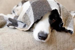 divertente ritratto cucciolo cane confine collie dire bugie su divano sotto plaid al chiuso. cane naso bastoni su a partire dal sotto plaid vicino su. animale domestico mantiene caldo sotto coperta nel freddo inverno tempo atmosferico. animale domestico cura animale vita. foto