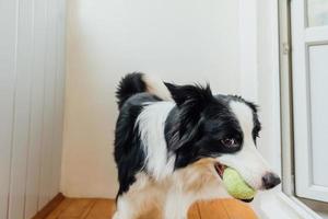 divertente ritratto di carino sorridente cucciolo cane confine collie Tenere giocattolo palla nel bocca. nuovo bello membro di famiglia poco cane a casa giocando con proprietario. animale domestico attività e Giochi a casa concetto. foto