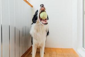 divertente ritratto di carino sorridente cucciolo cane confine collie Tenere giocattolo palla nel bocca. nuovo bello membro di famiglia poco cane a casa giocando con proprietario. animale domestico attività e Giochi a casa concetto. foto