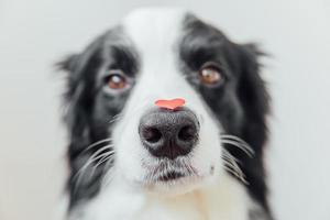 st. San Valentino giorno concetto. divertente ritratto carino cucciolo cane confine collie Tenere rosso cuore su naso su bianca sfondo. bello cane nel amore su san valentino giorno dà regalo. foto