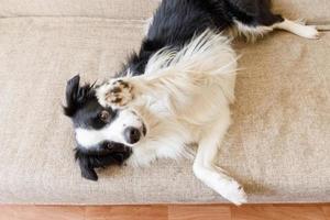 divertente ritratto di carino cucciolo cane confine collie su divano. nuovo bello membro di famiglia poco cane guardare contento e uscito, giocando a casa al chiuso. animale domestico cura e animali concetto. foto