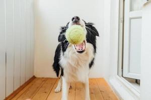 divertente ritratto di carino sorridente cucciolo cane confine collie Tenere giocattolo palla nel bocca. nuovo bello membro di famiglia poco cane a casa giocando con proprietario. animale domestico attività e Giochi a casa concetto. foto