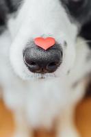 st. San Valentino giorno concetto. divertente ritratto carino cucciolo cane confine collie Tenere rosso cuore su naso. bello cane nel amore su san valentino giorno dà regalo. foto