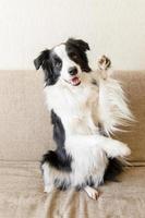 divertente ritratto di carino cucciolo cane confine collie su divano. nuovo bello membro di famiglia poco cane guardare contento e uscito, giocando a casa al chiuso. animale domestico cura e animali concetto. foto