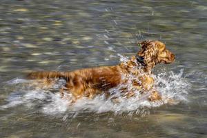 cucciolo giovane cane inglese cocker spaniel mentre nel il acqua foto