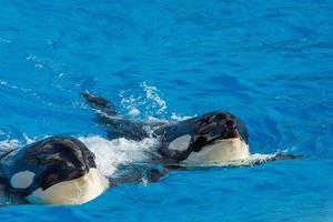 uccisore balena orca mentre nuoto foto