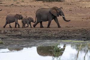 elefante gruppo potabile a il piscina nel kruger parco Sud Africa foto