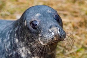 grigio foca cucciolo mentre guardare a voi foto