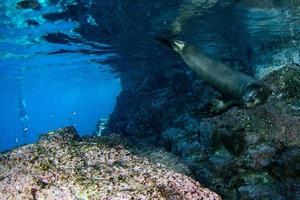 mare Leone foca subacqueo mentre immersione galapagos foto