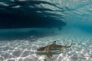 lo snorkeling con squali nel blu oceano di polinesia sotto il barca foto