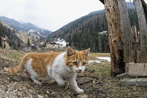 gatto a caccia nel il erba foto