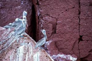 pellicano ritratto rilassante su il rocce foto