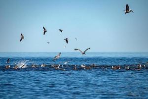 pellicano e delfino a caccia nel sardine esca palla pesce foto