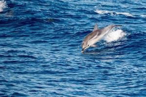 delfino mentre salto nel il in profondità blu mare foto