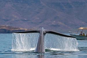 blu balena il maggiore animale nel il mondo foto