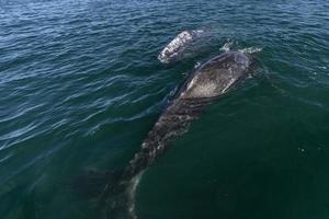 grigio balena Guardando nel baja California foto
