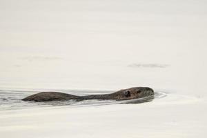 isolato castoro nutria mentre nuoto foto