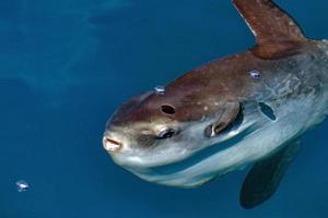 sunfish subacqueo mentre mangiare Medusa foto