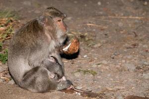 Indonesia macaco scimmia scimmia vicino su ritratto foto