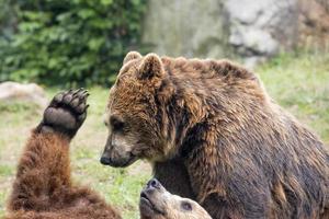 Due Marrone grizzly orsi mentre combattente foto