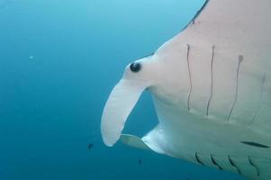 manta nel il in profondità blu oceano sfondo foto