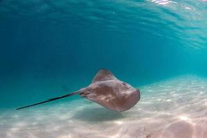 Stingray nel francese polinesia foto