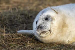 neonato bianca grigio foca rilassante su donna angolo spiaggia linconshire foto