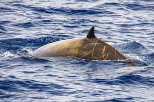 raro cuvier Oca becco balena delfino ziphius cavirostri foto