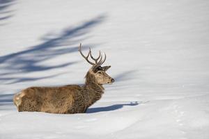 cervo su il neve sfondo foto