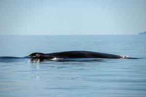 blu balena il maggiore animale nel il mondo foto