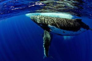 immersione con gobba balena subacqueo nel moorea francese polinesia foto