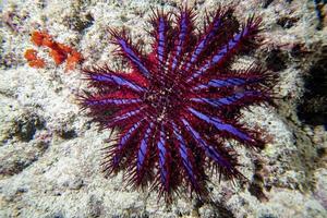 mare stella corona di spine mangiare coralli nel Maldive foto