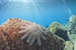 mare stelle nel un' scogliera colorato subacqueo paesaggio foto