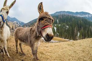 asino vicino su ritratto guardare a voi foto