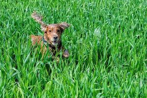 cane cucciolo cocker spaniel giocando nel il erba campo foto