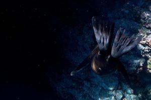 mare Leone foca subacqueo mentre immersione galapagos foto