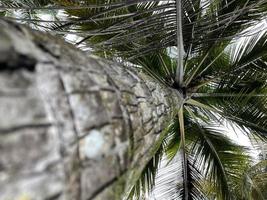 Noce di cocco palma albero natura foto