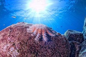 mare stelle nel un' scogliera colorato subacqueo paesaggio foto