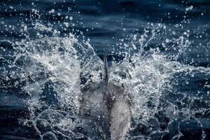 delfino mentre salto nel il in profondità blu mare foto