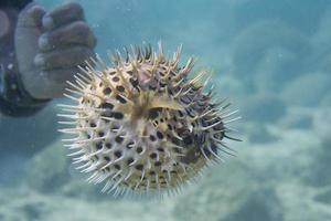 mani su gonfiato palla pesce foto