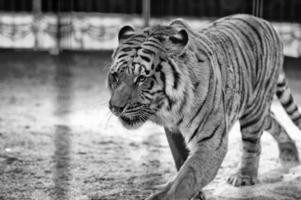 tigre pronto per attacco guardare a voi foto