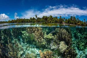lo snorkeling nel francese polinesia giù sotto mondo foto
