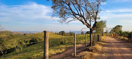 rurale natura paesaggio nel il interno di brasile nel un' eucalipto azienda agricola nel il mezzo di natura foto