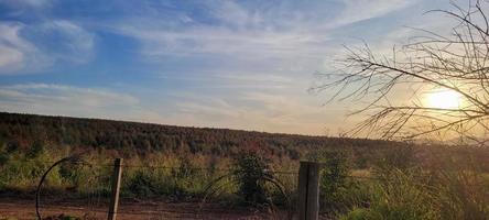 eucalipto raccogliere su un' azienda agricola nel il interno di brasile foto