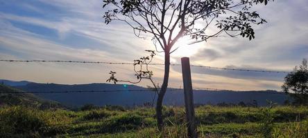 rurale natura paesaggio nel il interno di brasile nel un' eucalipto azienda agricola nel il mezzo di natura foto