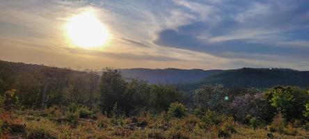 eucalipto piantagione azienda agricola nel soleggiato giorno nel brasile campagna su sporco strada foto